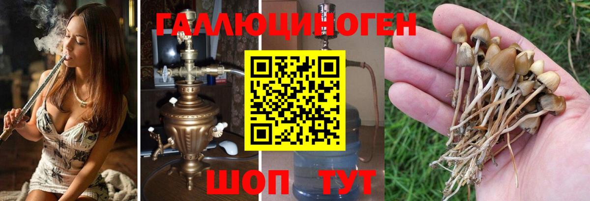Псилоцибиновые грибы Psilocybine cubensis  наркотики  Вход с VPN  Дюртюли  Галлюциногенные грибы Cubensis 